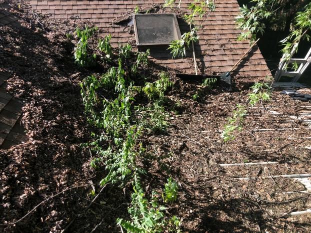 Rooftop overgrown with plants and covered in debris.